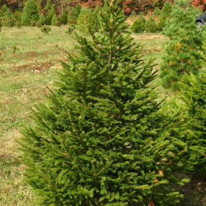 Ель обыкновенная