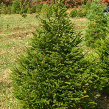 Ель обыкновенная