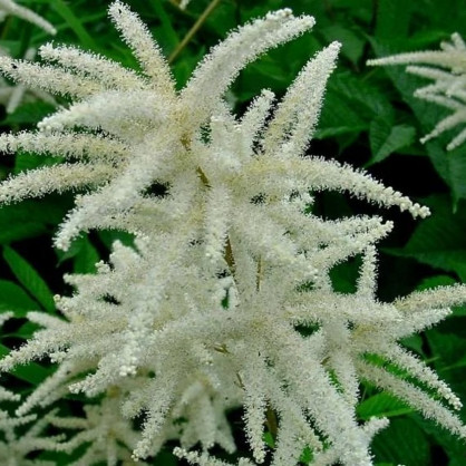 Волжанка Двудомная (обыкновенная)