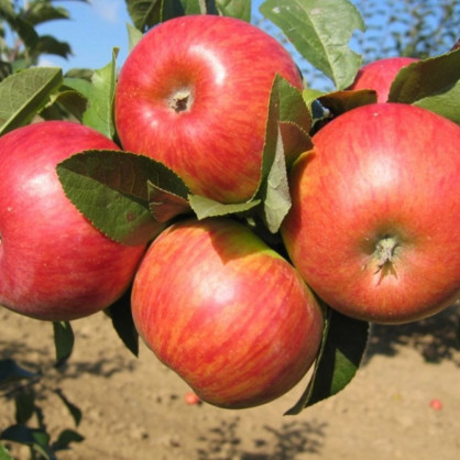 Яблоня «Карамельная»