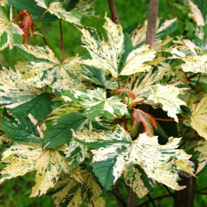 Клен «Низетти» на штамбе