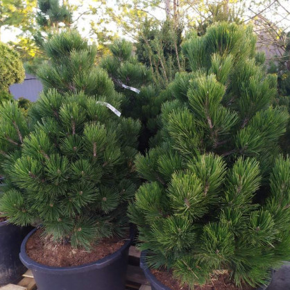 Сосна белокорая «Малинки»