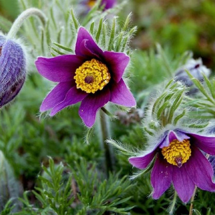 Прострел в ассортименте