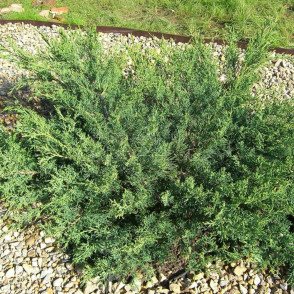 Можжевельник виргинский «Хетц»