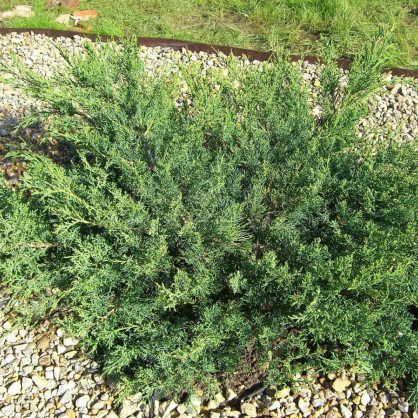 Можжевельник виргинский «Хетц»