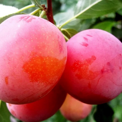 Алыча «Персиковая»