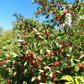 Боярышник «Арнольда»