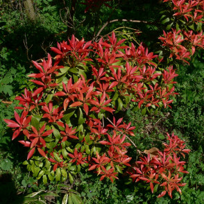 Пиерис японский «Форест Флейм»