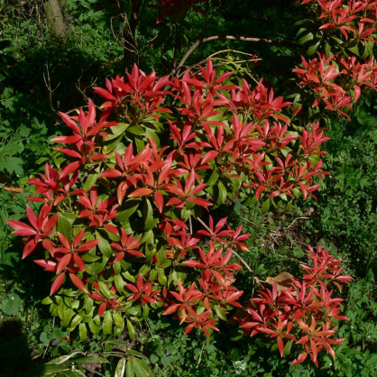 Пиерис японский «Форест Флейм»