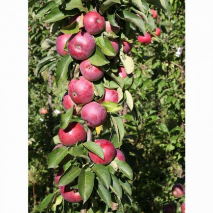 Яблоня колонновидная «Есения»