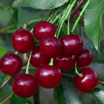 Вишня «Молодежная»