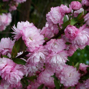 Вишня «Железистая Сакура»