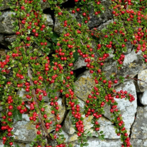 Кизильник горизонтальный