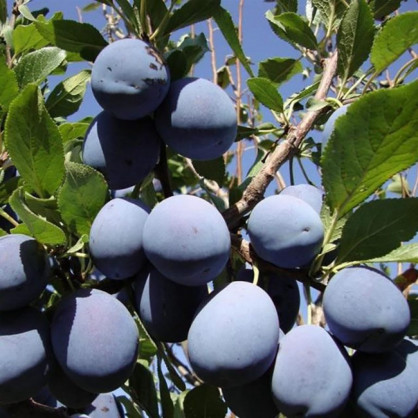 Слива «Богатырская»