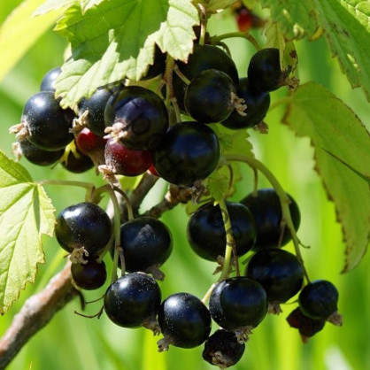 Смородина черная «Черный жемчуг»