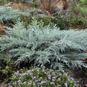 Можжевельник «Грей Оул»