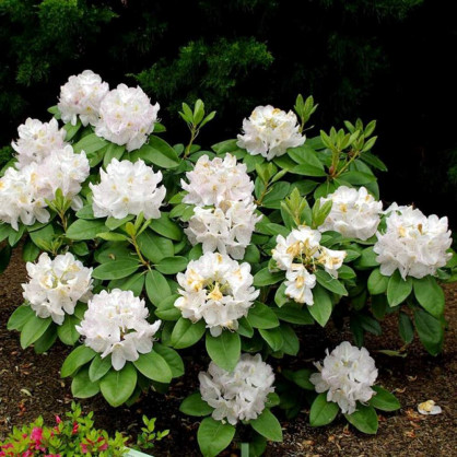 Рододендрон «Катевбинский Альбум»