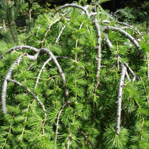 Лиственница японская «Диана»