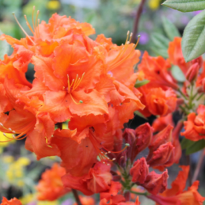 Рододендрон листопадный (Азалия) «Фейерверк»