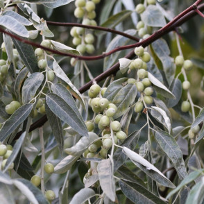 Лох узколистный