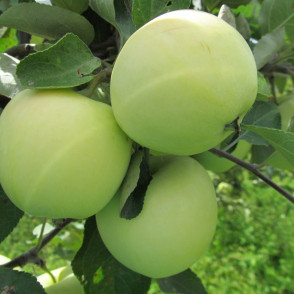 Яблоня «Белый налив»