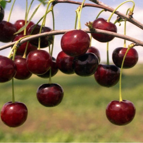 Вишня «Десертная Морозовой»