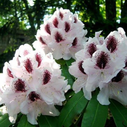 Рододендрон «Розеум Элеганс»