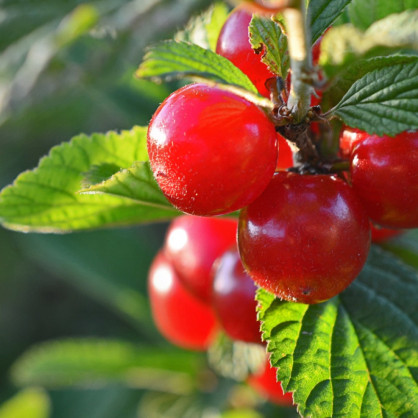 Вишня войлочная Огонек