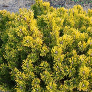 Сосна горная «Голд Стар»