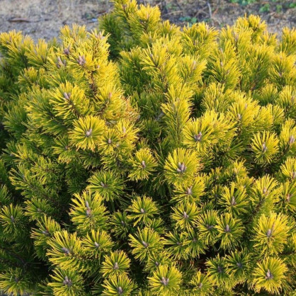 Сосна горная «Голд Стар»