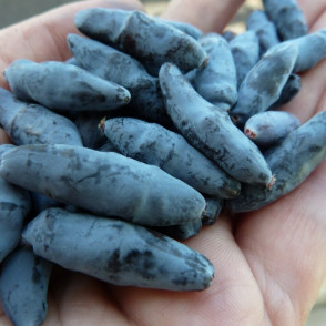 Жимолость «Бакчарский великан»