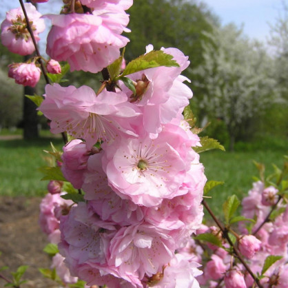 Миндаль махровый