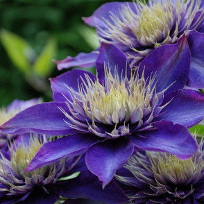 Клематис «Мульти Блю»