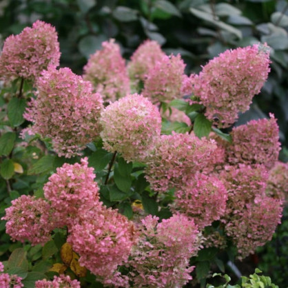 Гортензия метельчатая «Бобо»