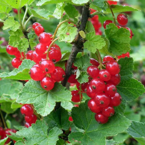 Смородина красная «Мармеладница»