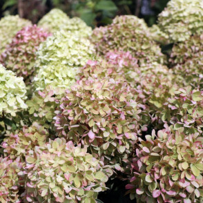 Гортензия метельчатая «Литтл Альф»