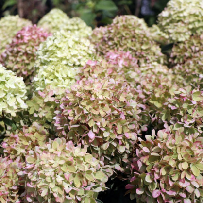 Гортензия «Литтл Альф»