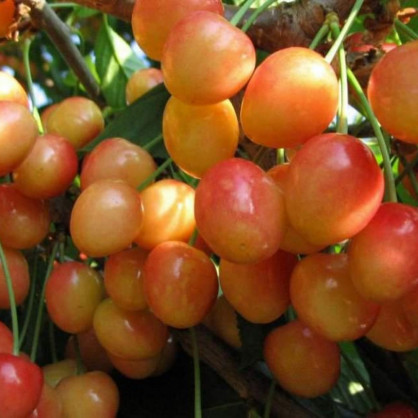 Черешня «Дончанка»