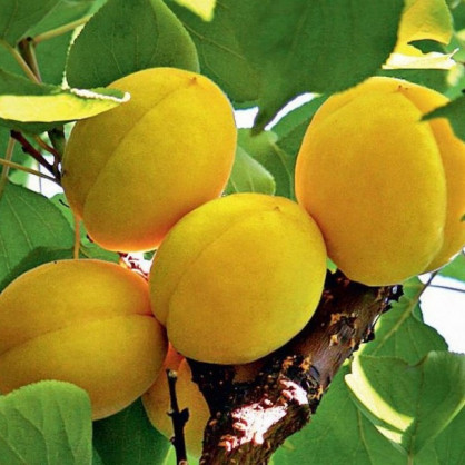 Абрикос «Эдельвейс»