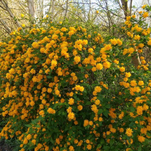 Керрия японская