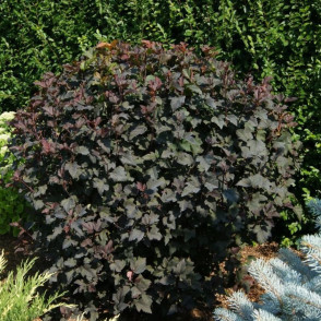 Пузыреплодник калинолистный «Диабло»