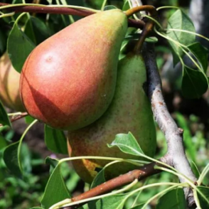 Груша «Кокинская»