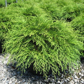 Микробиота Перекрестнопарная