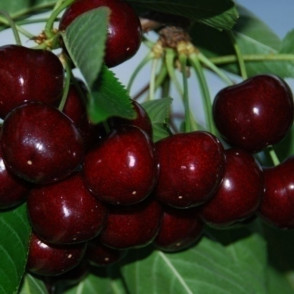 Черешня «Итальянка»