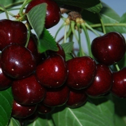 Черешня «Итальянка»