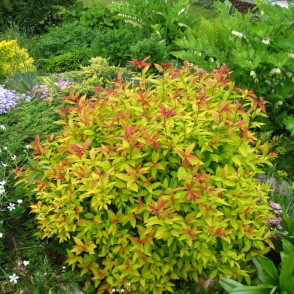 Спирея японская «Голдфлейм»