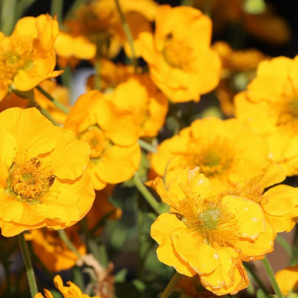 Гравилат чилийский «Голд Болл»