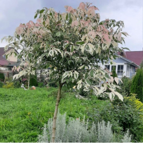 Клен «Фламинго» на штамбе