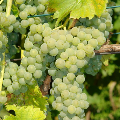 Виноград «Сейваль»