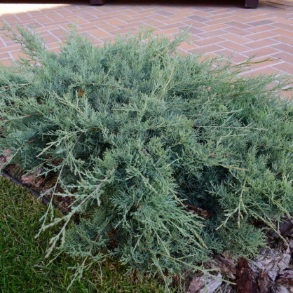 Можжевельник «Пфицеринана Глаука»